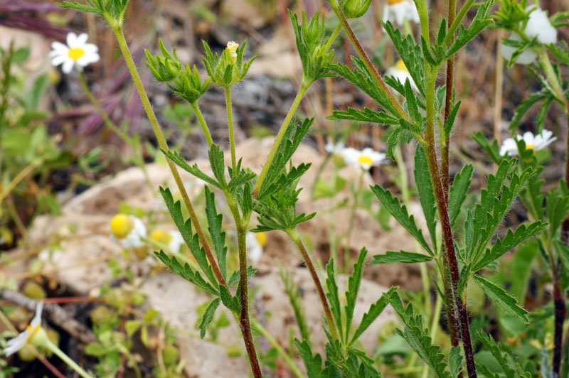 Potentilla recta